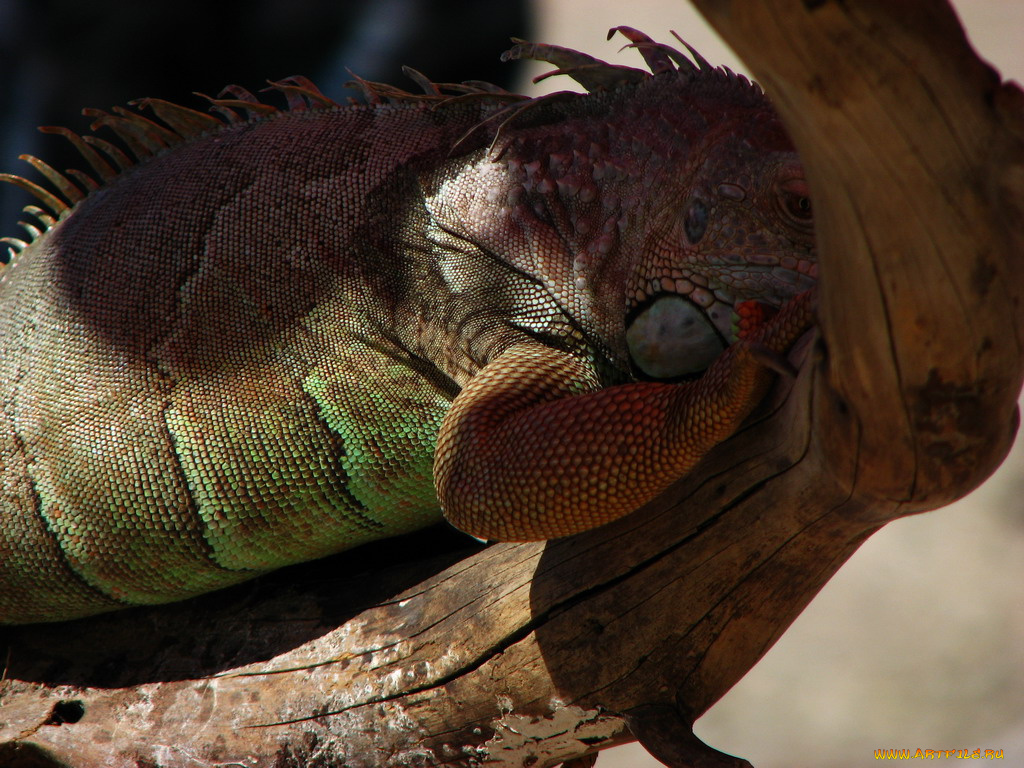 ящерица, животные, Ящерицы, игуаны, вараны