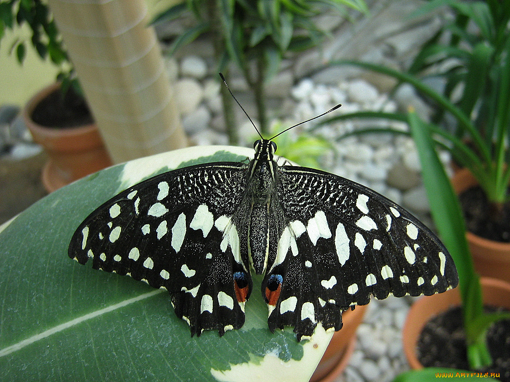 животные, бабочки