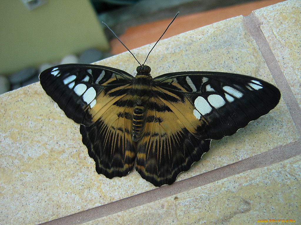 животные, бабочки