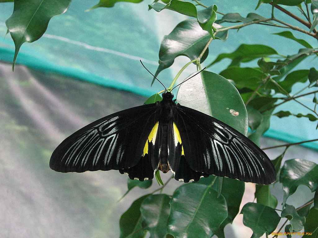 животные, бабочки