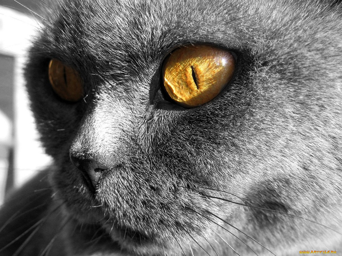 животные, коты