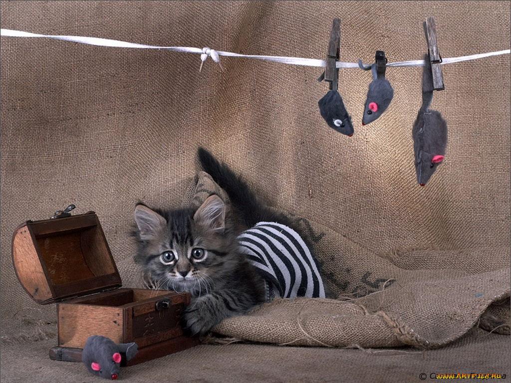 svet, lana, про, заготовки, животные, коты