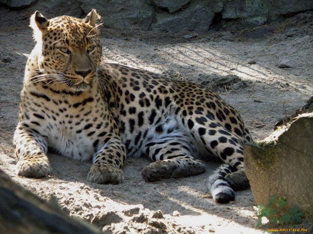 животные, леопарды