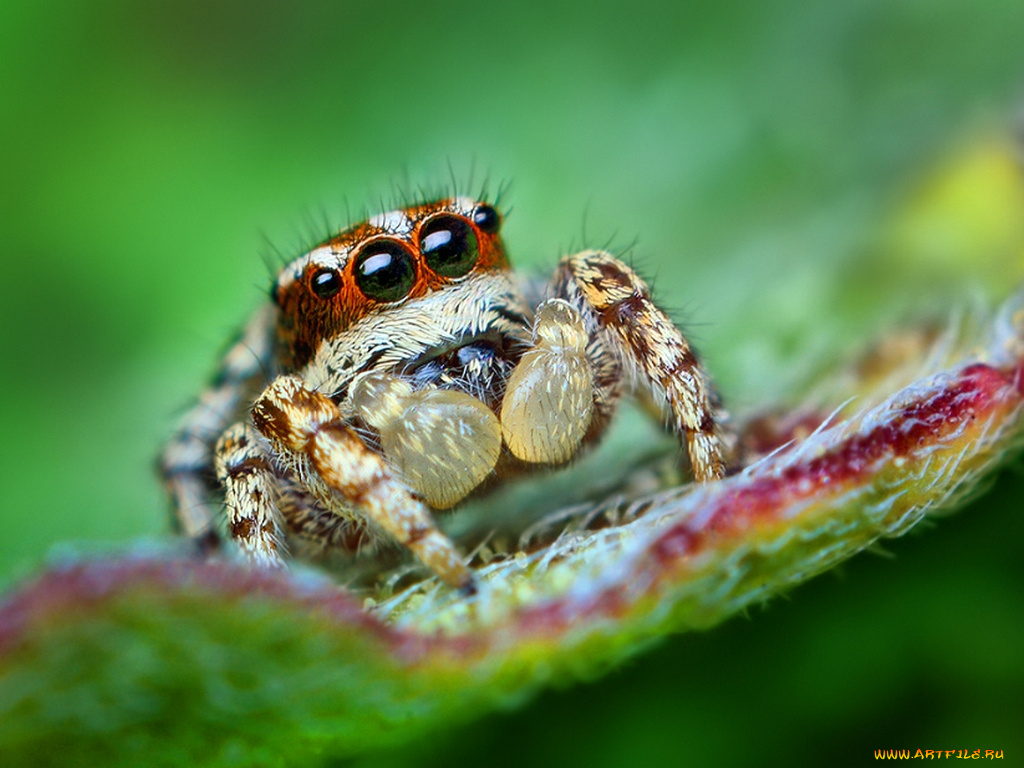 животные, пауки