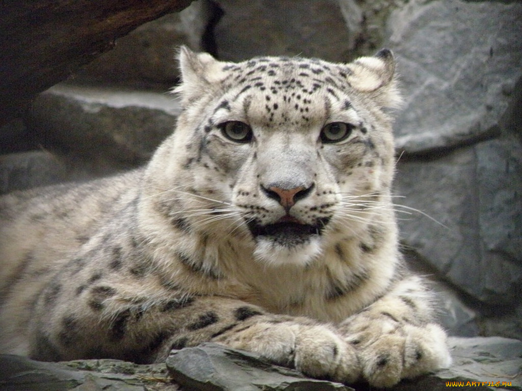 животные, снежный, барс, ирбис
