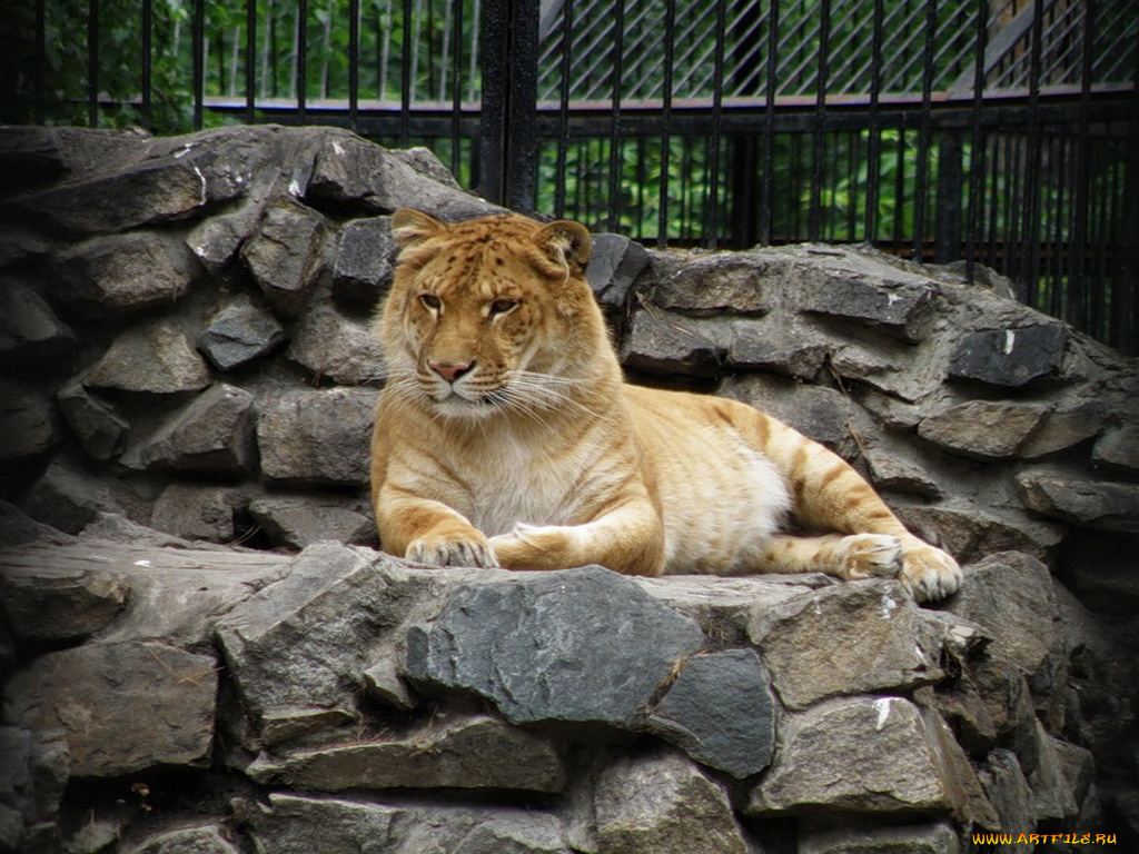 животные, тигры