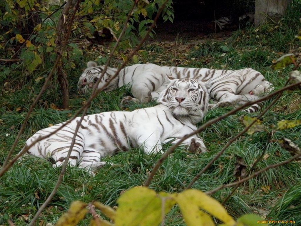 животные, тигры