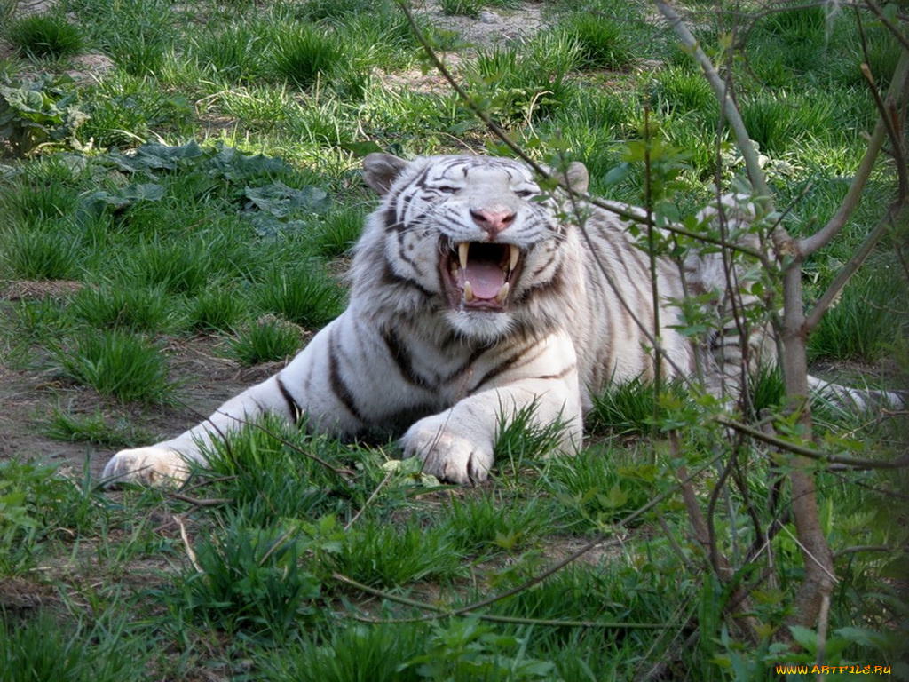 животные, тигры