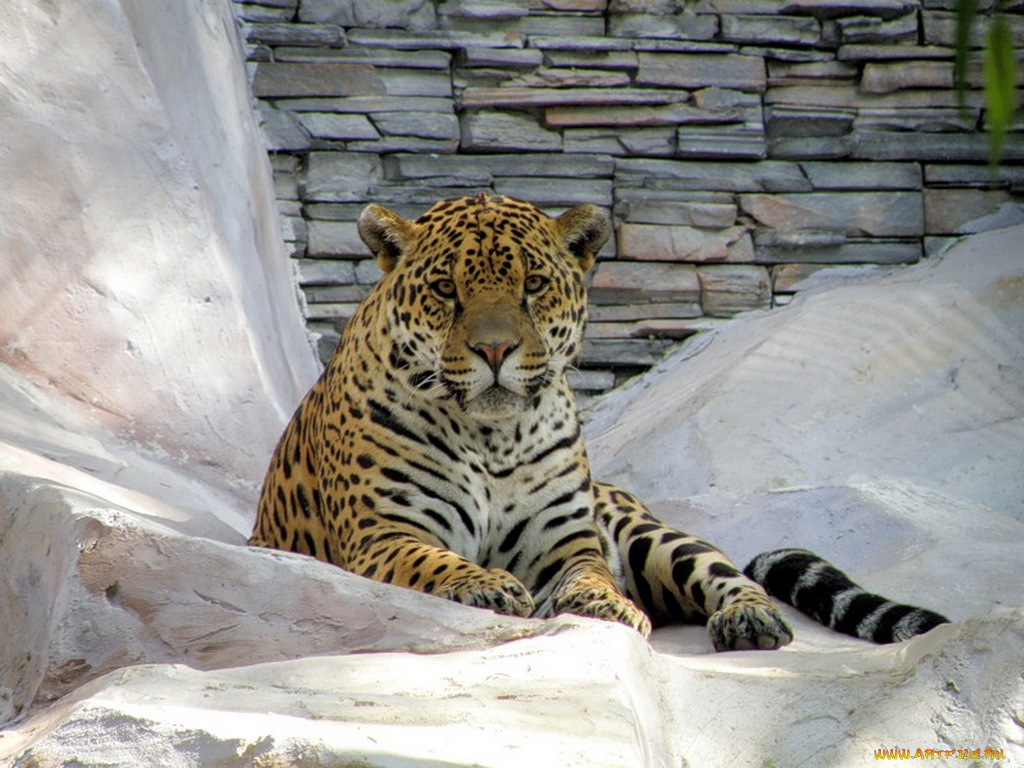 животные, Ягуары