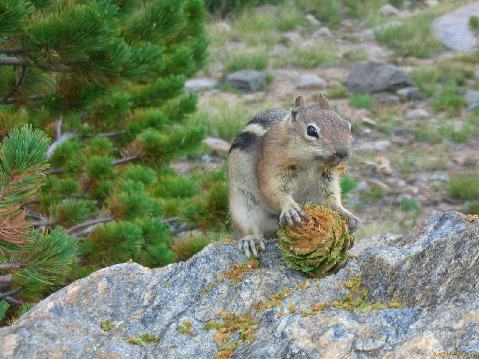 животные, бурундуки