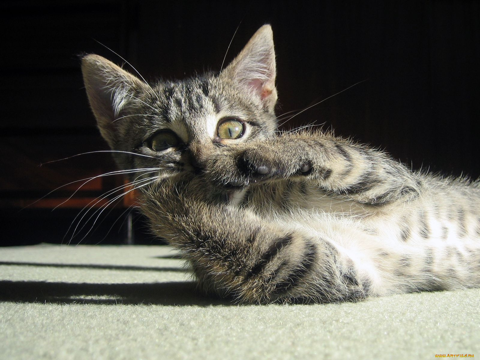 животные, коты