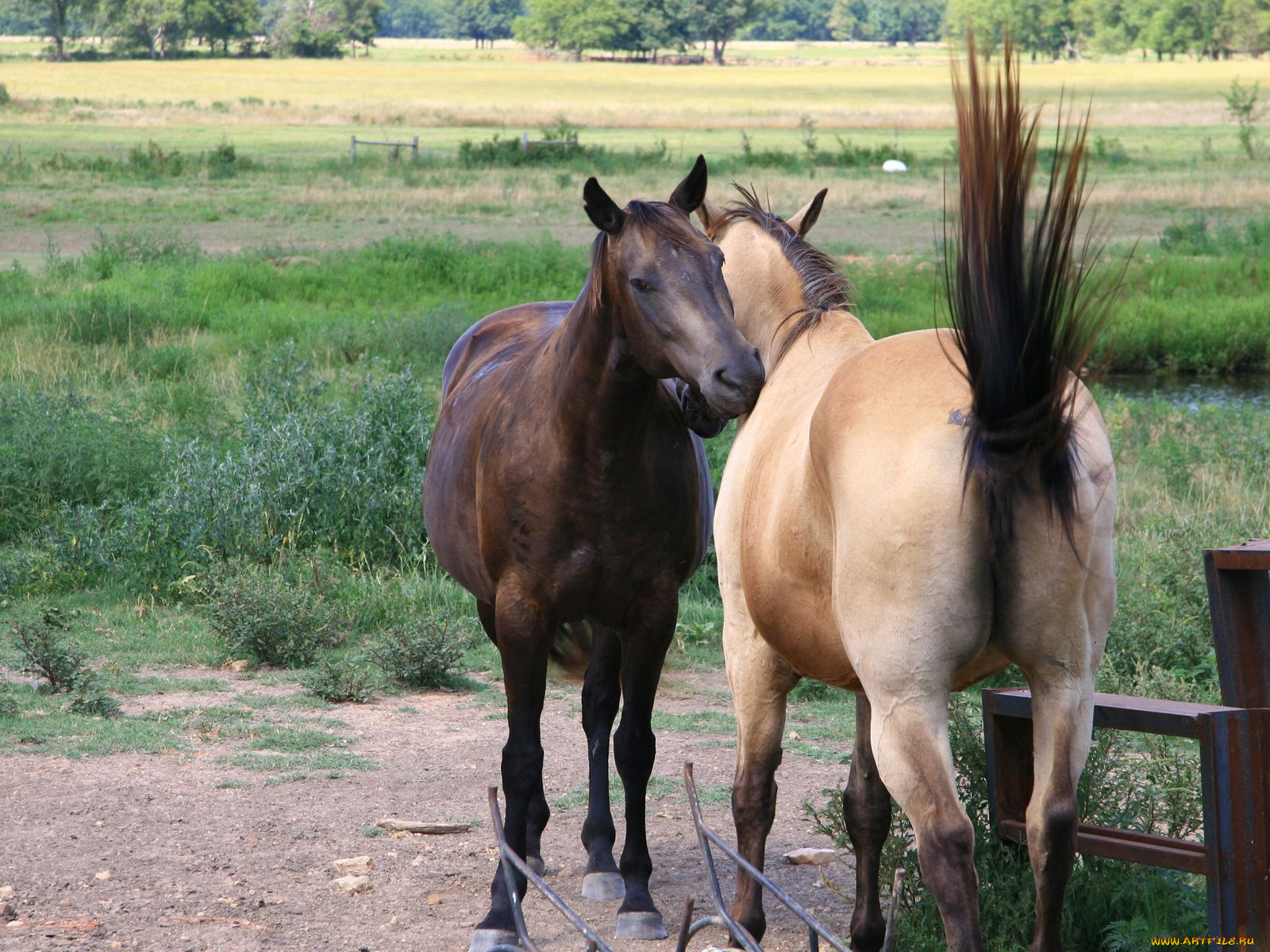 животные, лошади
