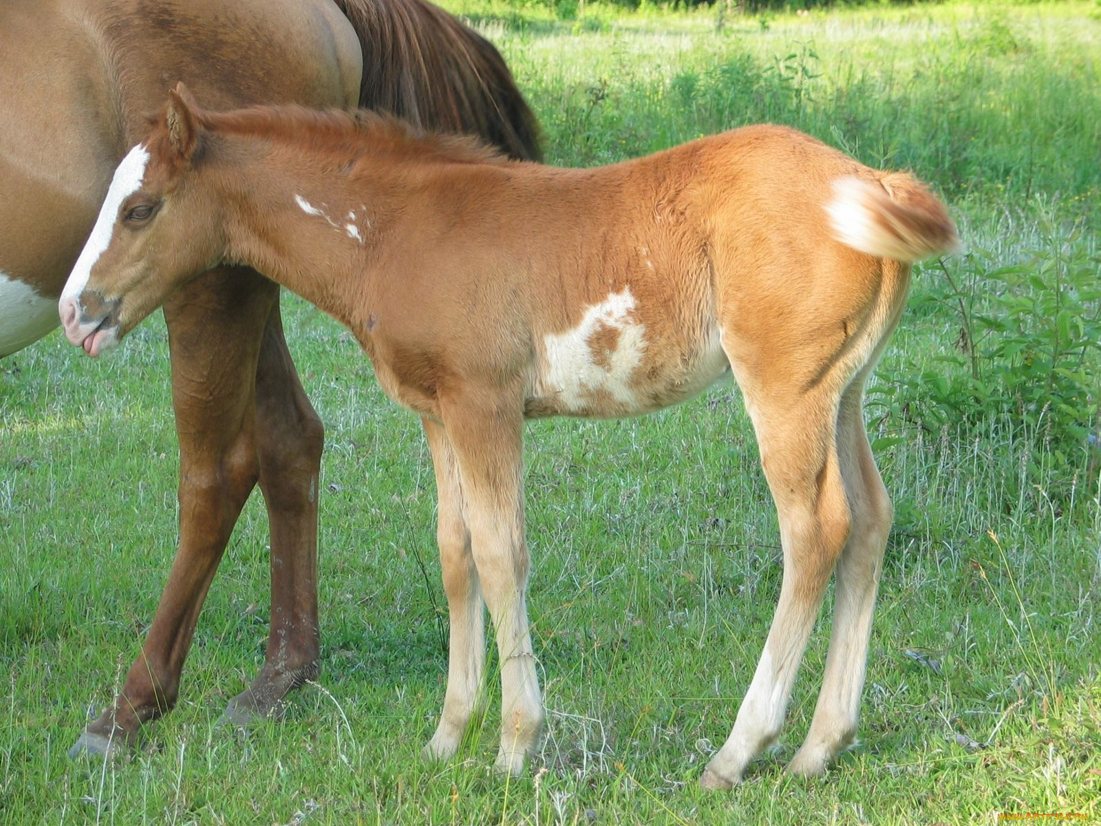 животные, лошади