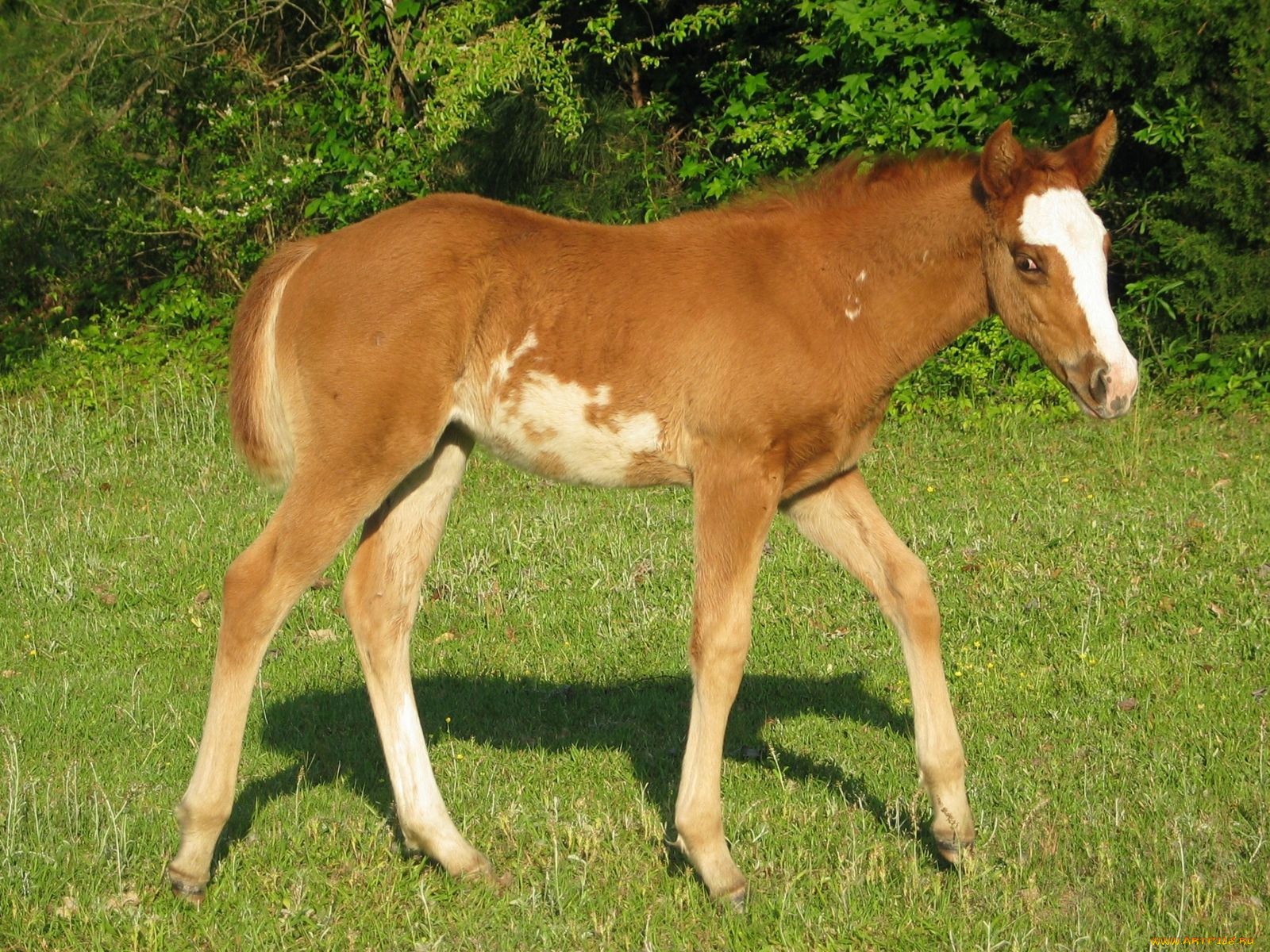 животные, лошади