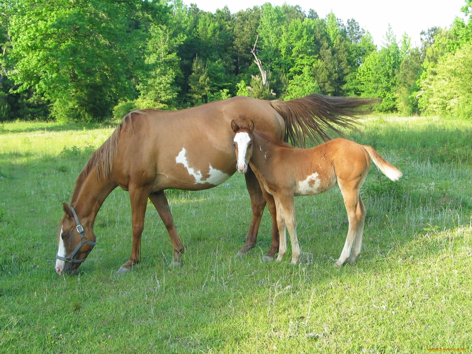 животные, лошади