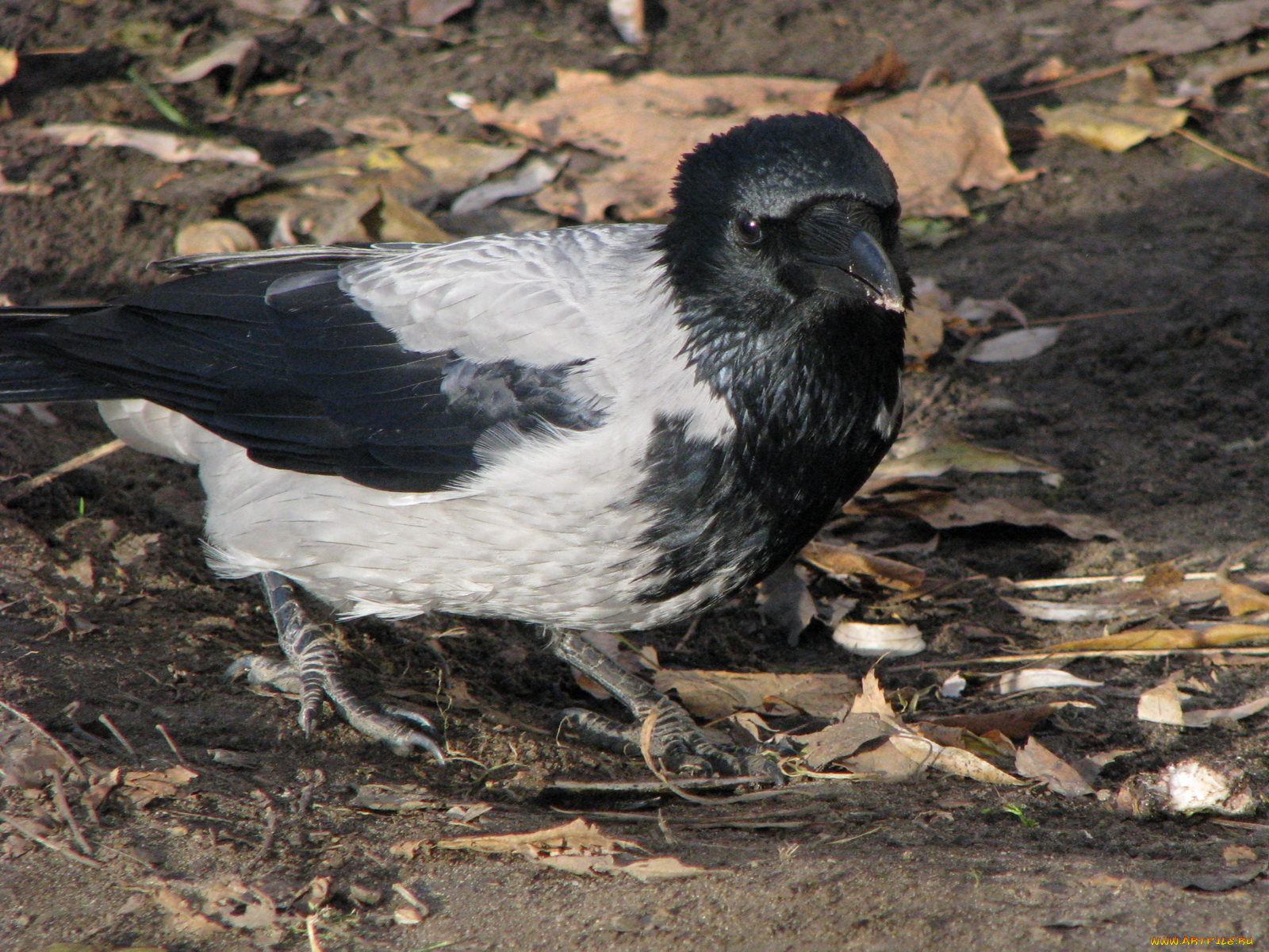 животные, вороны, грачи, галки