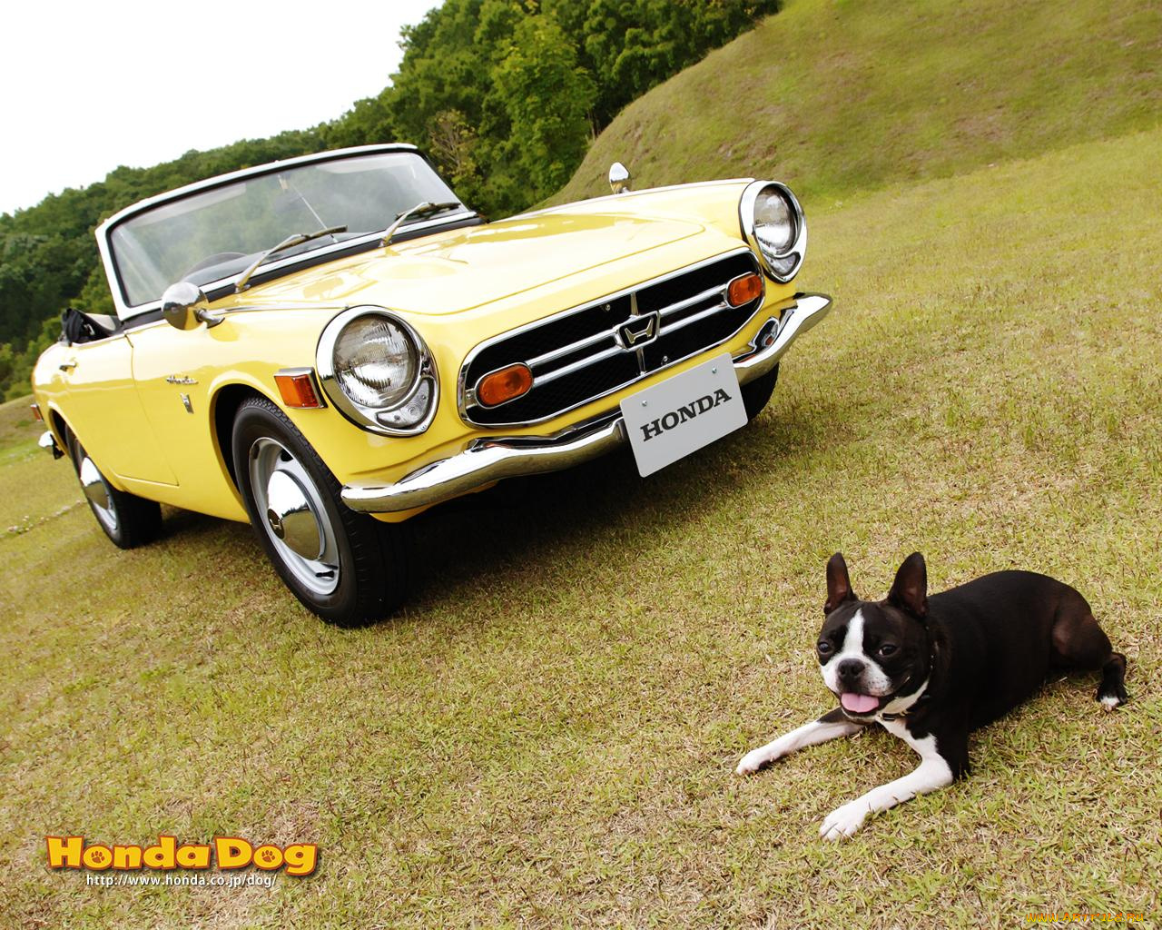 автомобили, honda