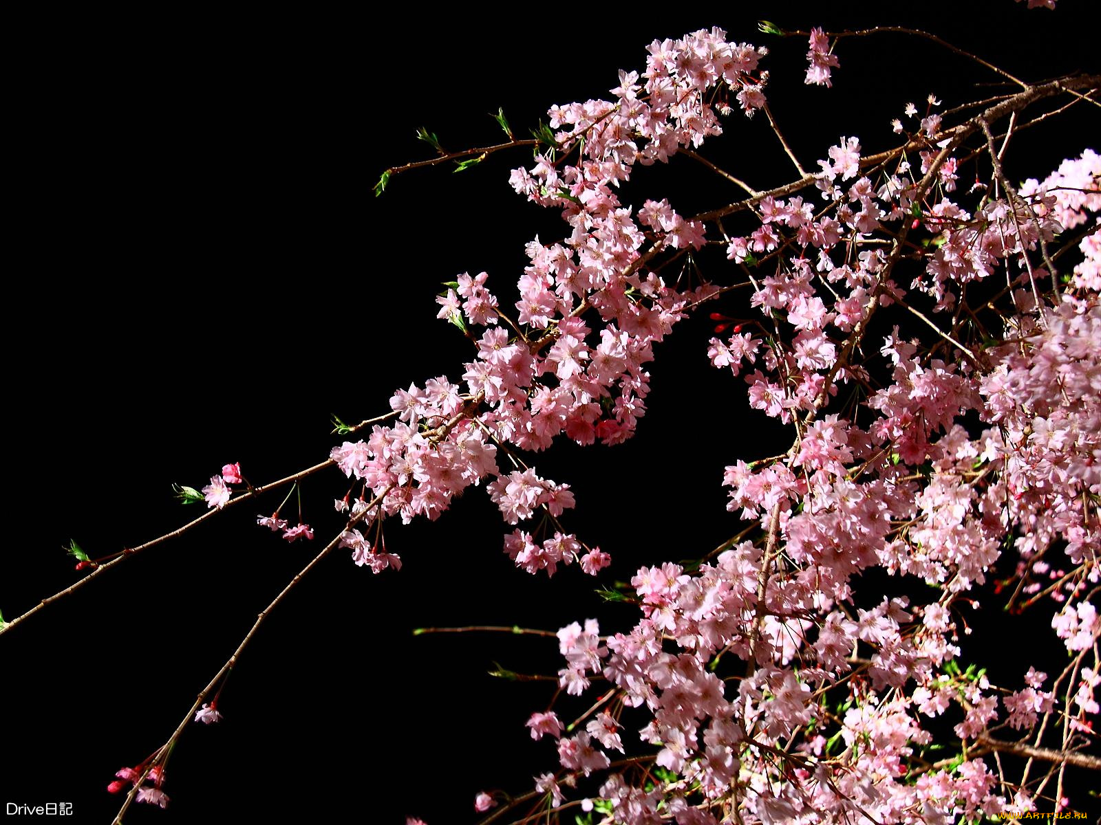 цветы, сакура, вишня