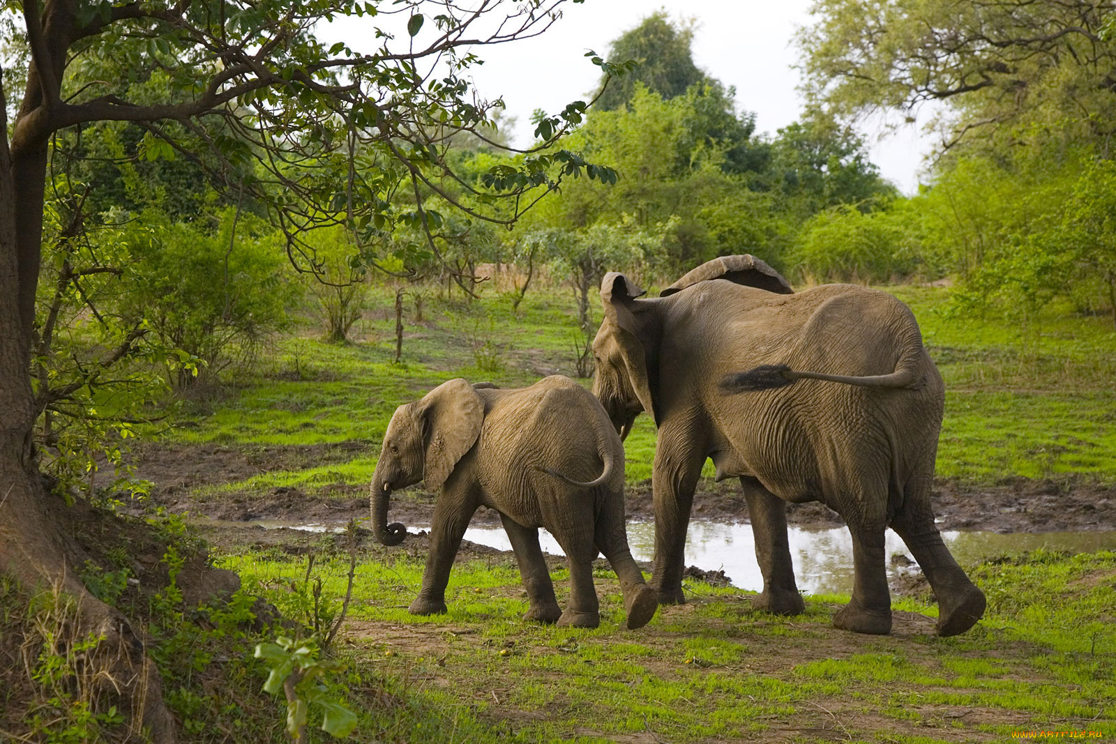 животные, слоны, зелень, лужа, слоненок