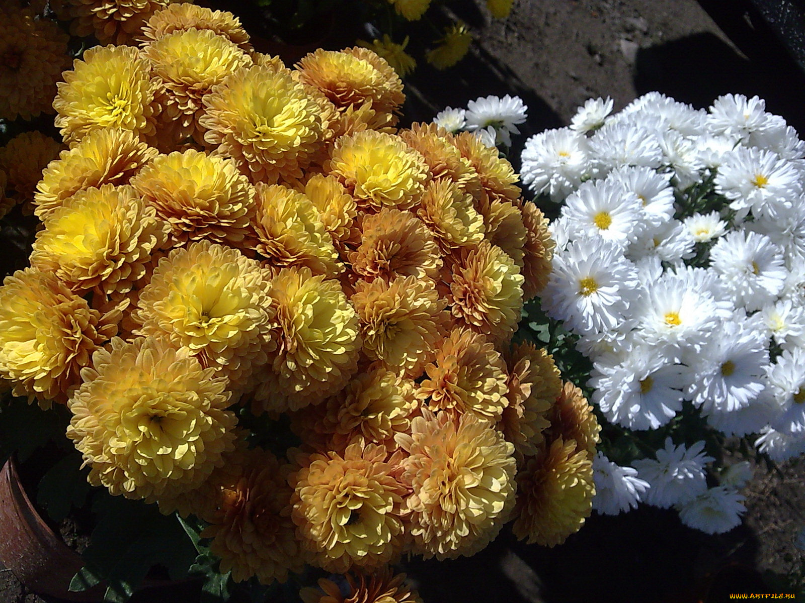 цветы, хризантемы, осенние, желтые, белые