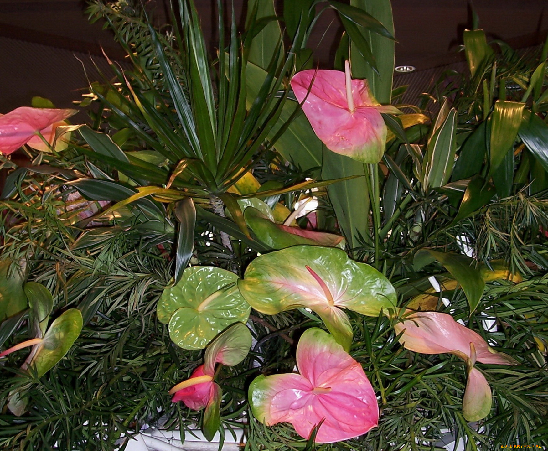 цветы, антуриум, цветок, фламинго, розовый, зеленый