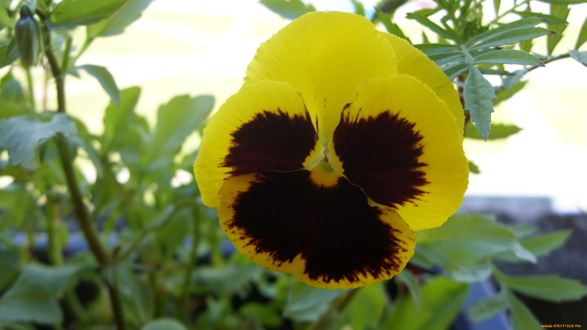 цветы, анютины, глазки, садовые, фиалки, двухцветный