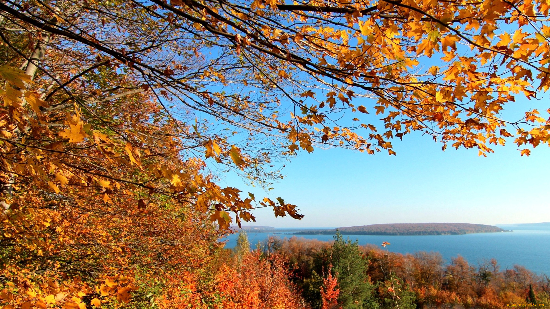 природа, пейзажи, осень, клен, ветки, вода
