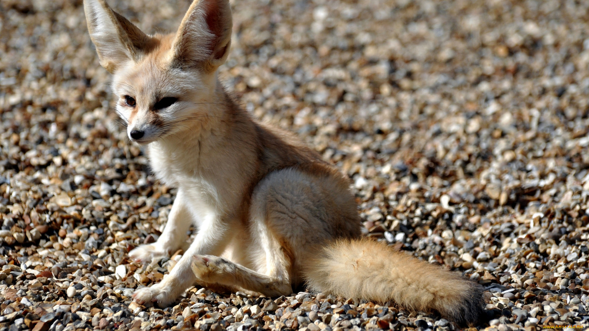 животные, лисы, рыжий, уши, фенек