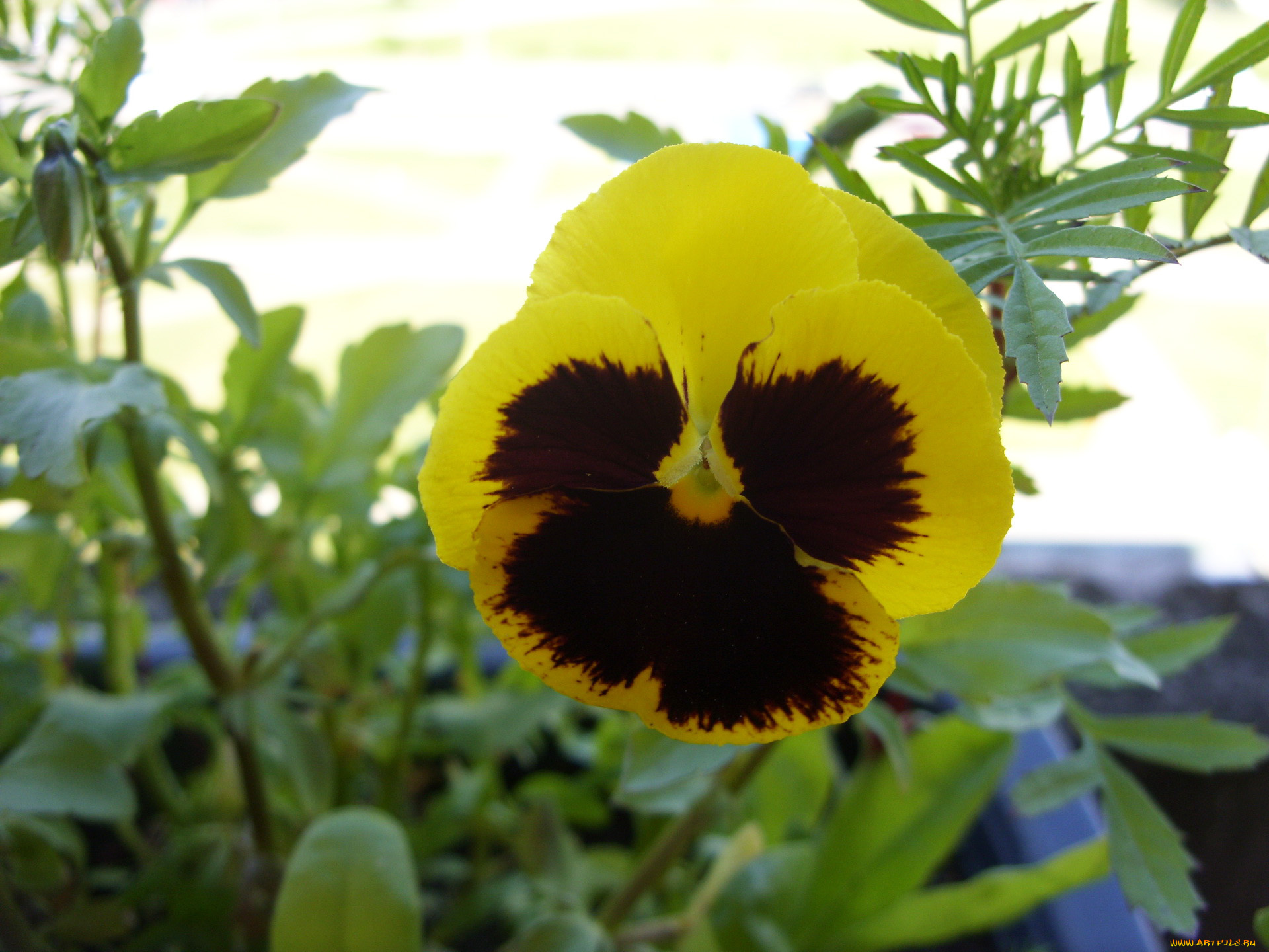 цветы, анютины, глазки, садовые, фиалки, двухцветный