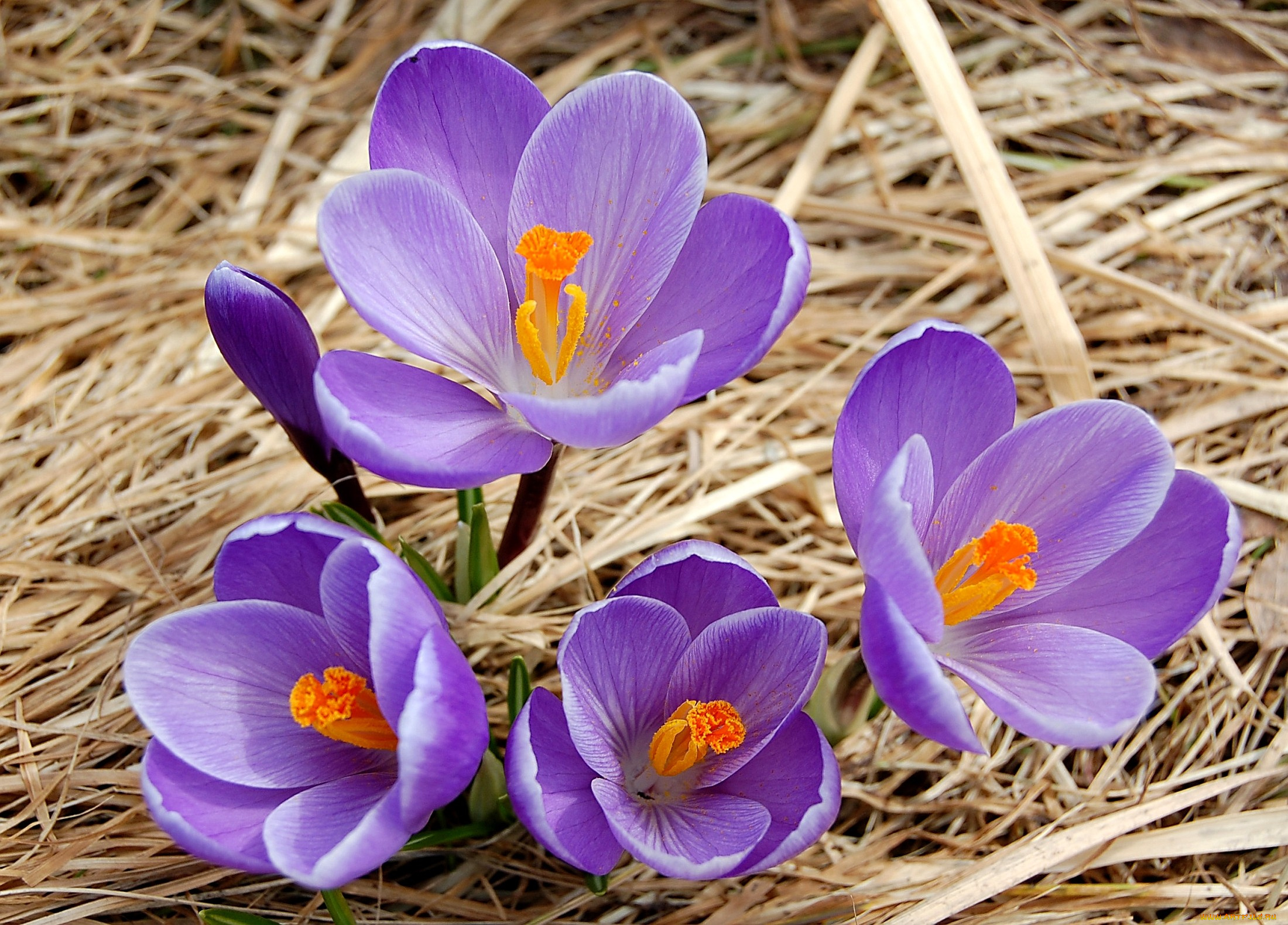 цветы, крокусы, сиреневый