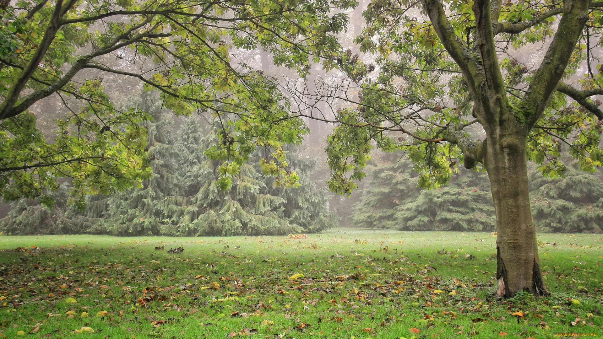 бельгия, фландрия, meise, природа, деревья, парк, трава, туман, ели