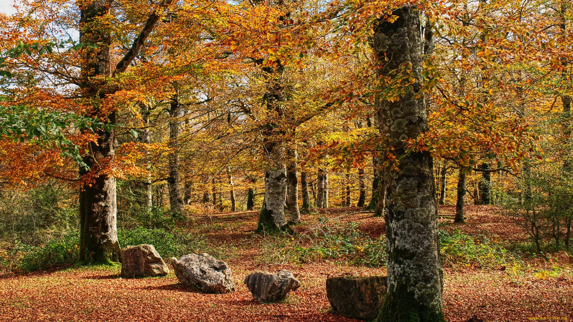 испания, наварра, природа, парк, листва, деревья