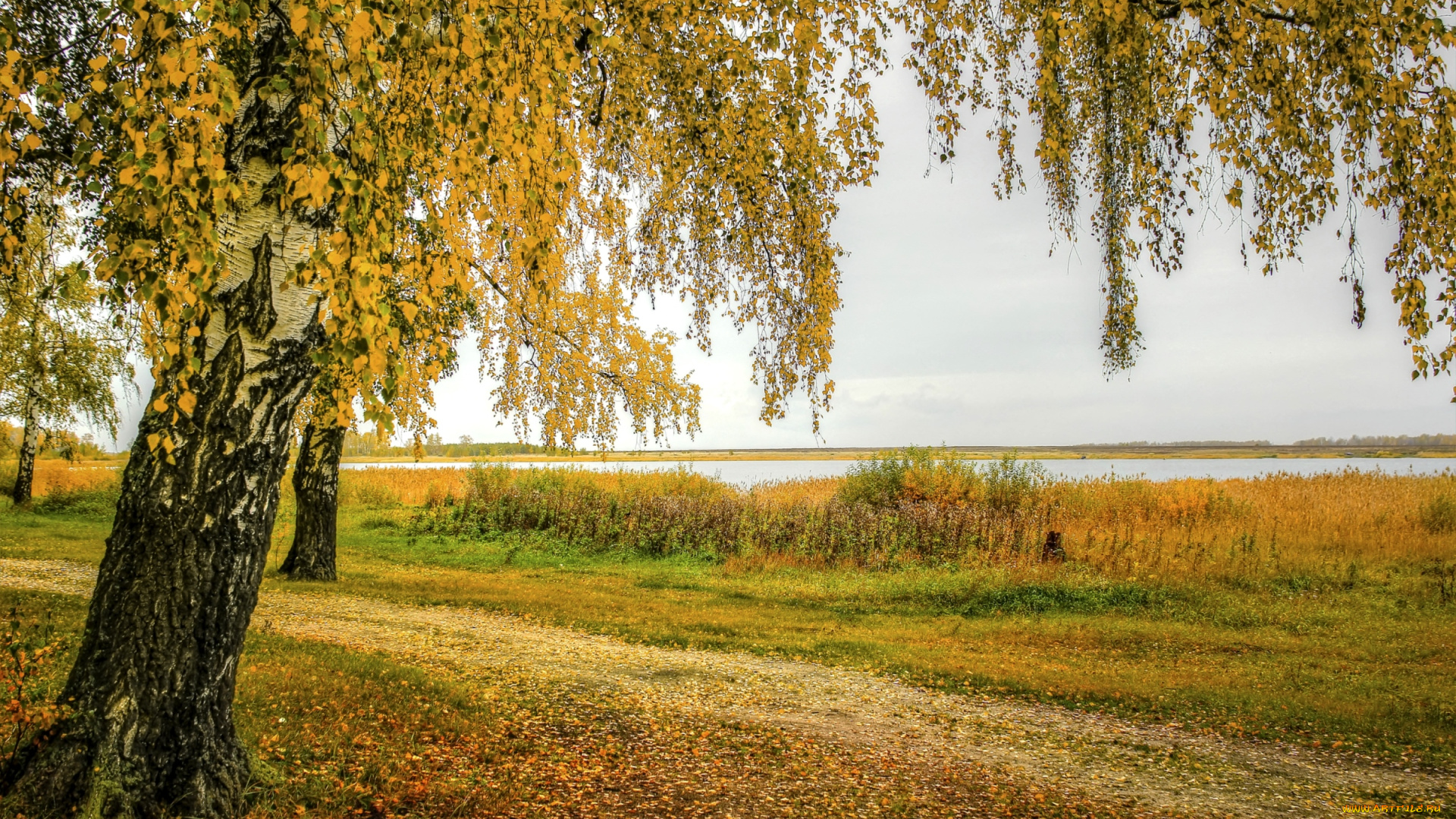природа, деревья, береза, осень