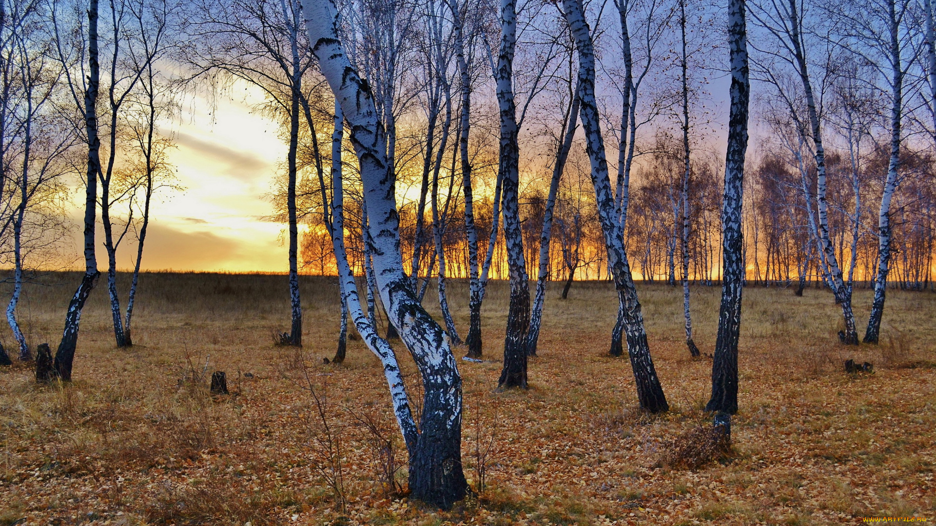 природа, деревья, березы, листва, закат, осень