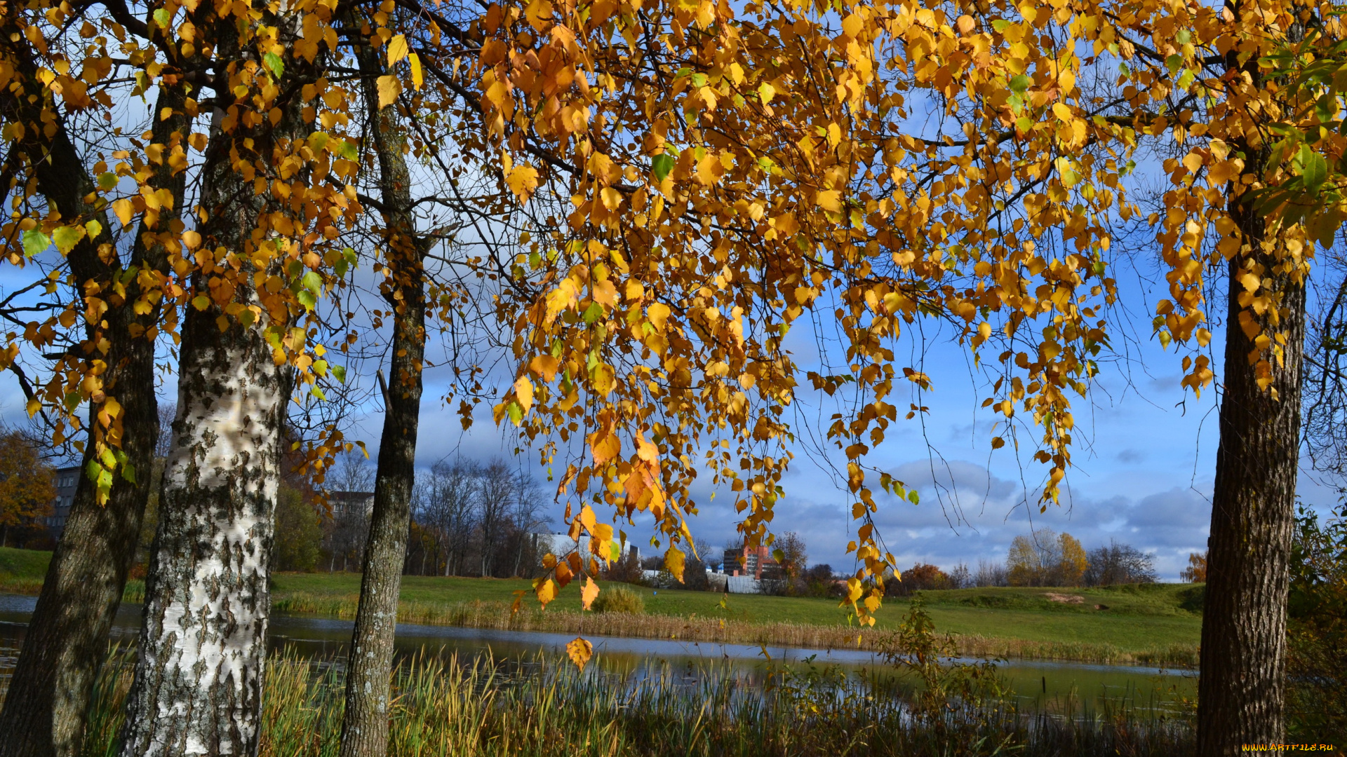 природа, деревья, листва, река, березы, осень