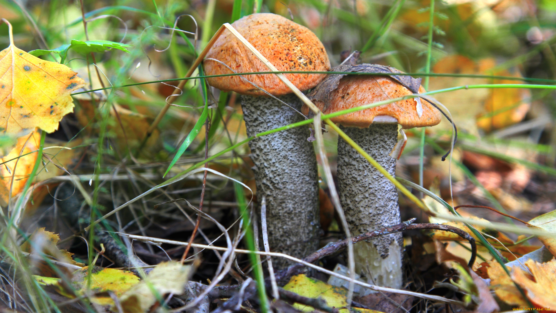 природа, грибы, парочка, подосиновики