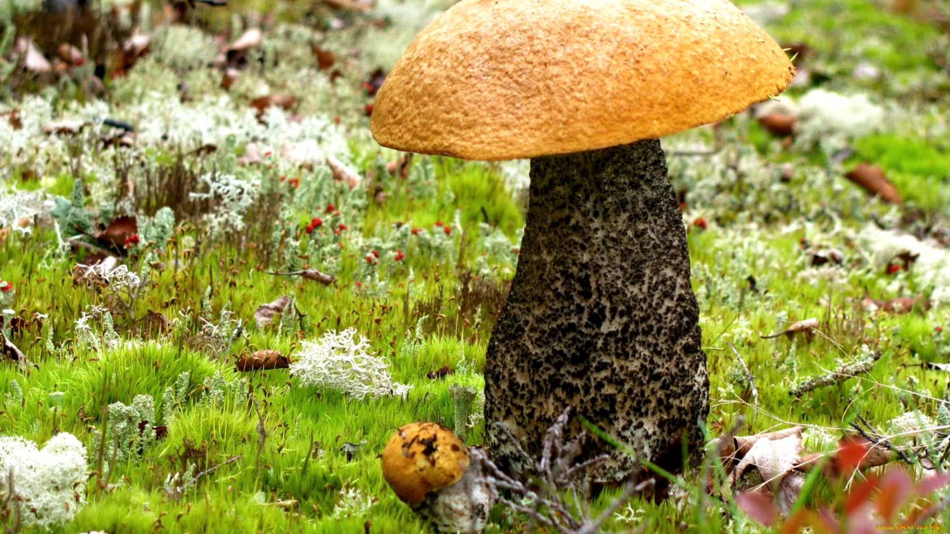 природа, грибы, подосиновик