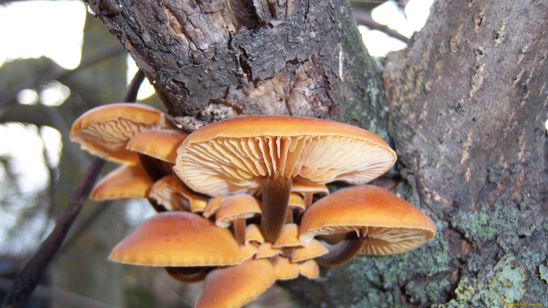 природа, грибы, зимний, гриб