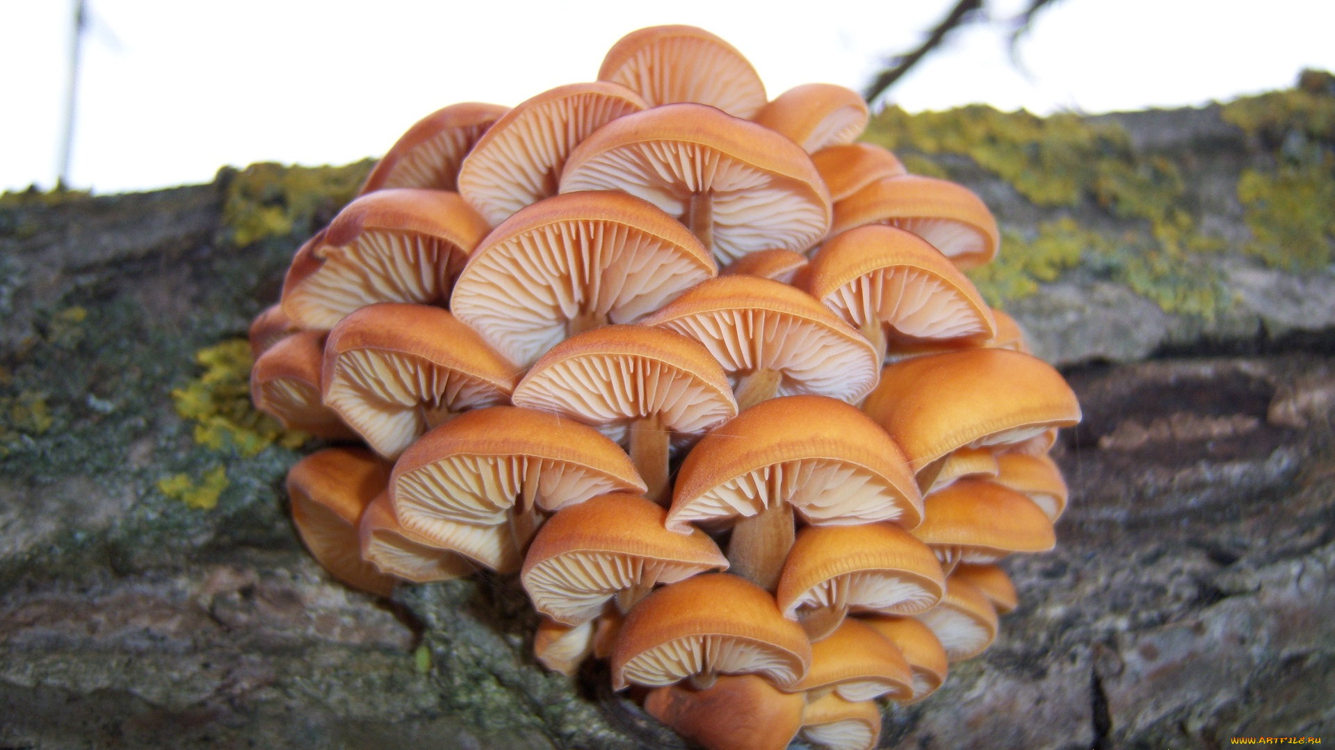 природа, грибы, зимний, гриб