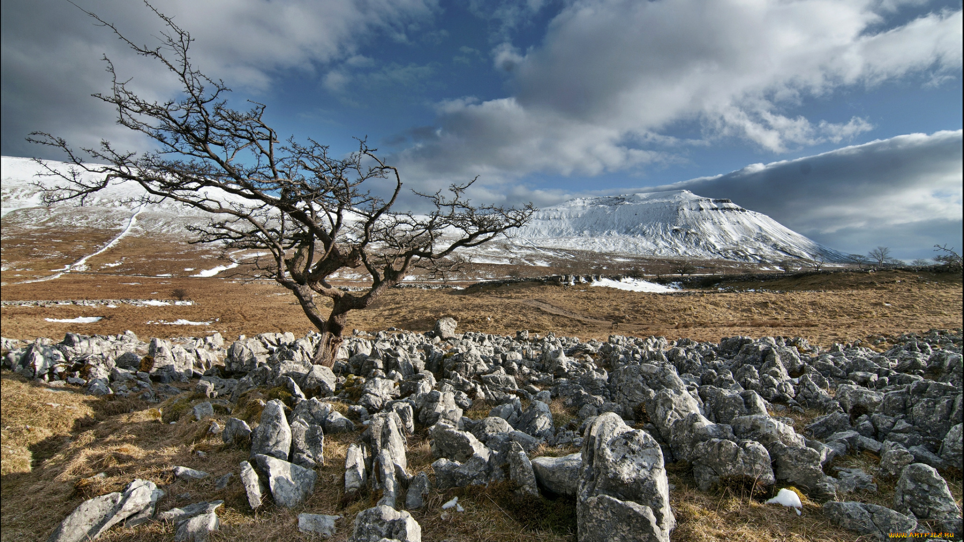 природа, камни, минералы, дерево, трава, предгорье, снег