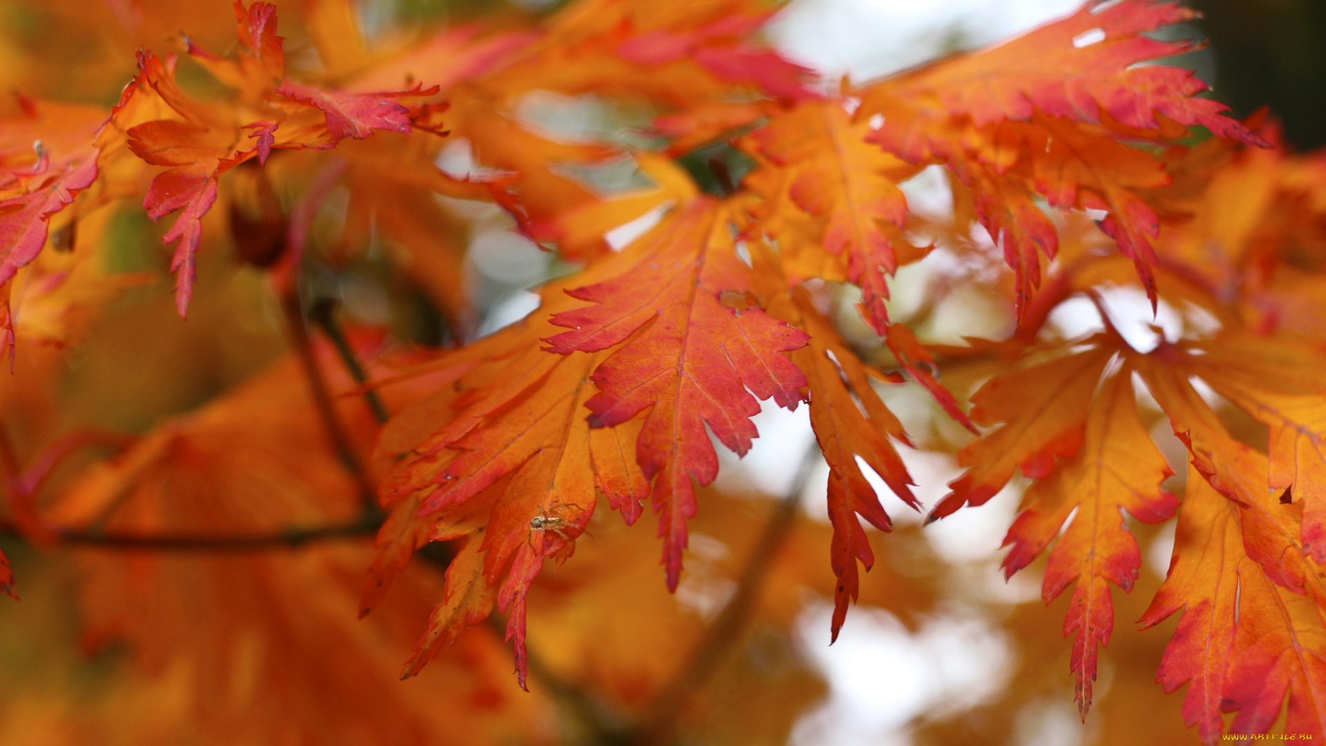 природа, листья, осень, красные, паучок