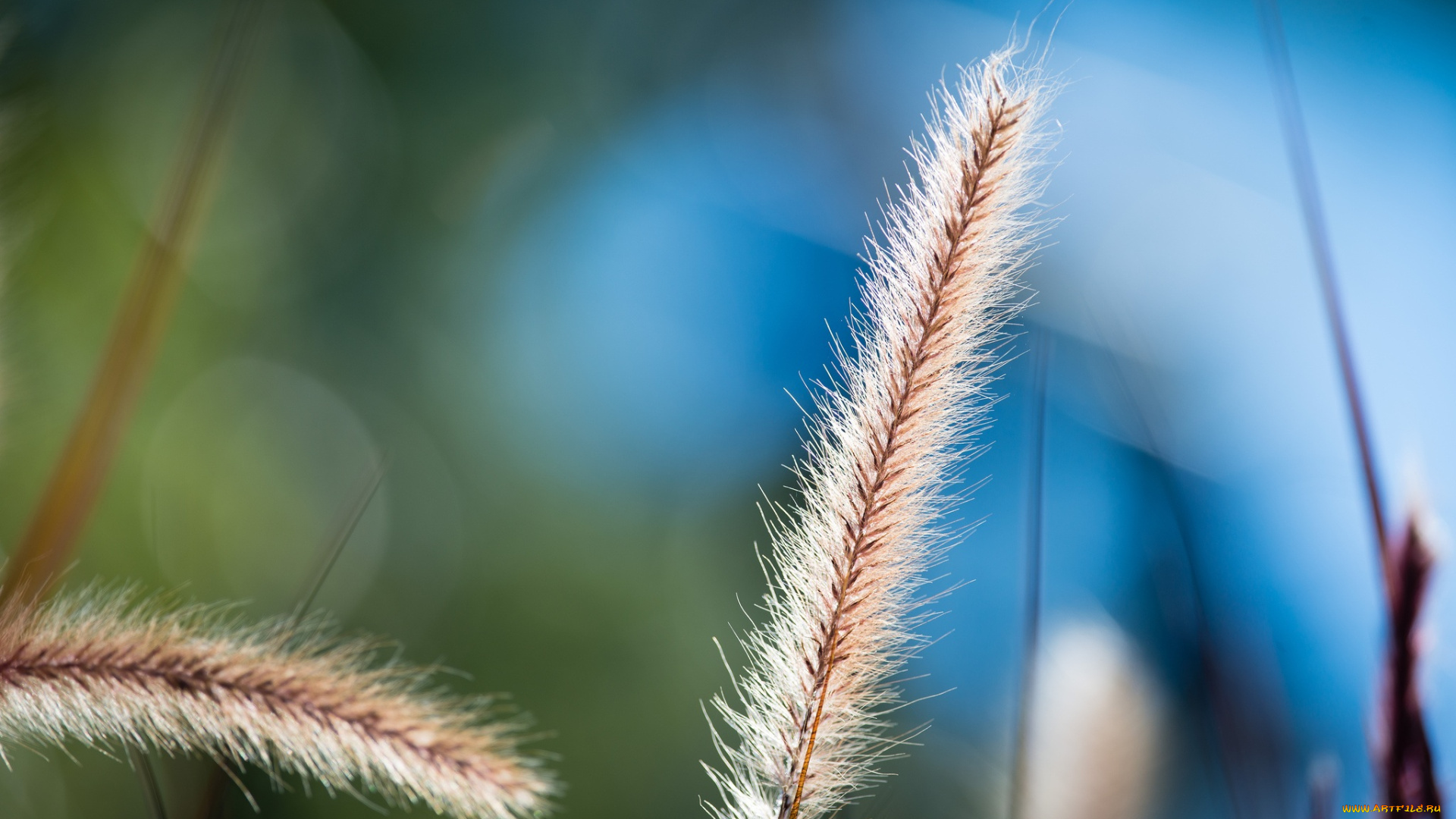 природа, макро, трава, колосок