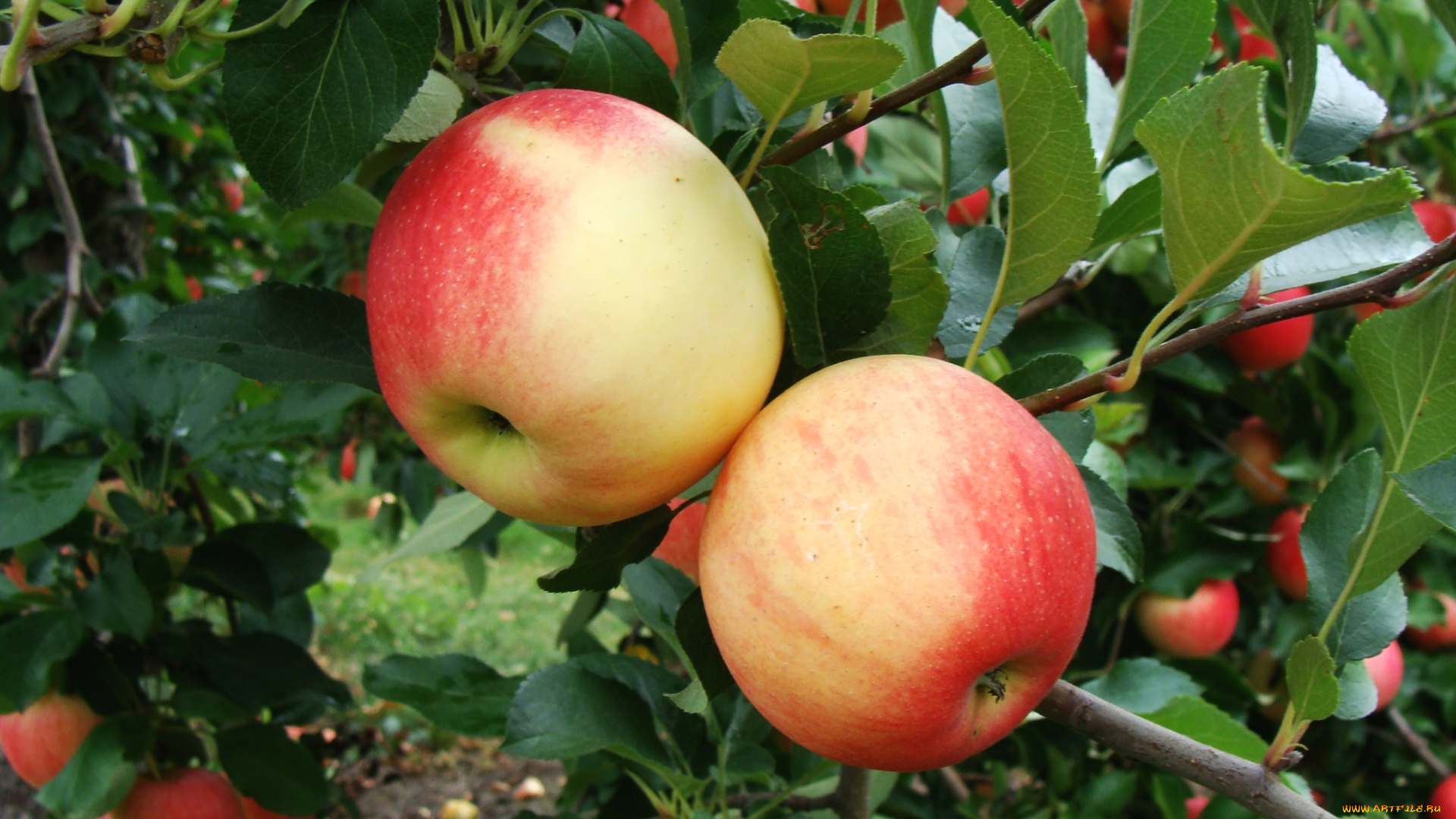 природа, плоды, яблоки