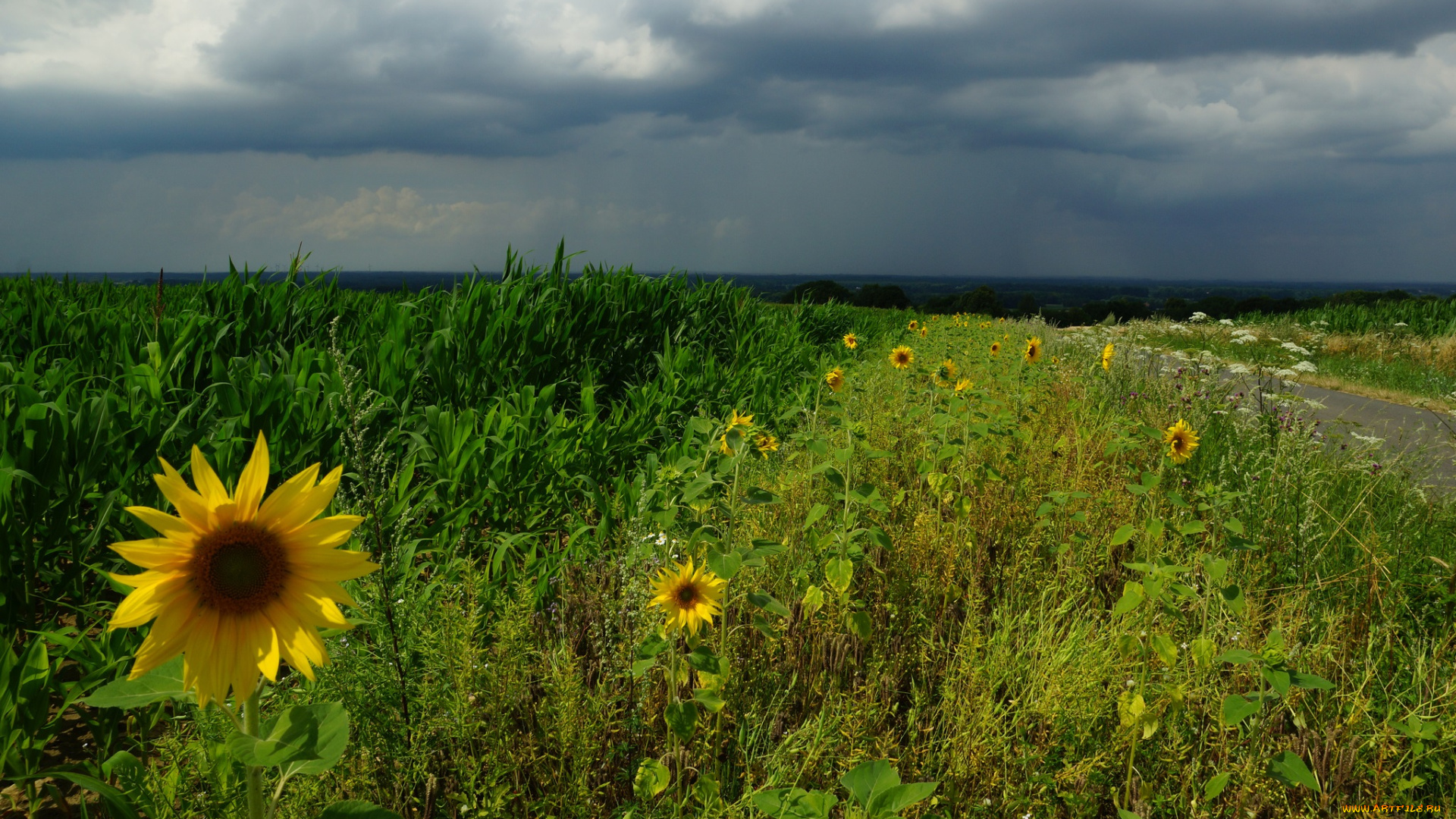 природа, поля, дорога, поле, посевы, подсолнухи, трава
