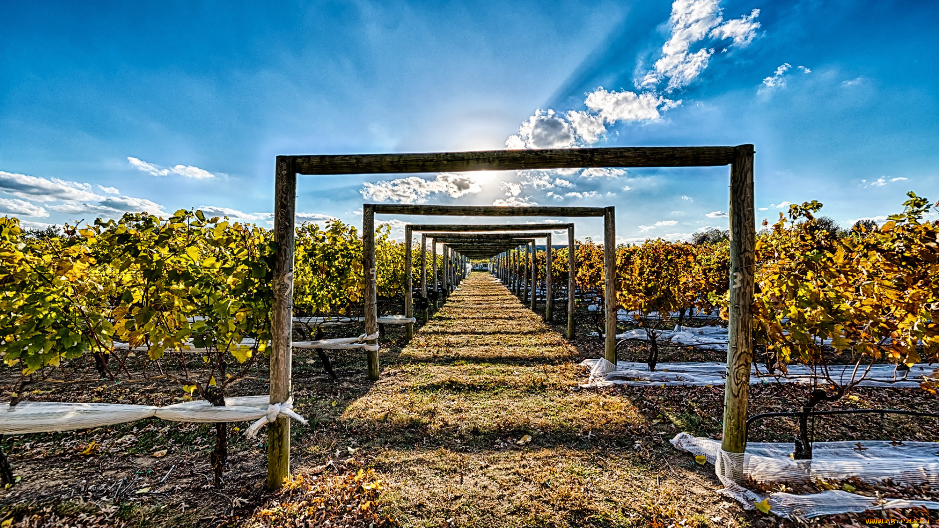 природа, поля, поле, бревенчатые, арки, дорожка, лоза, виноградник