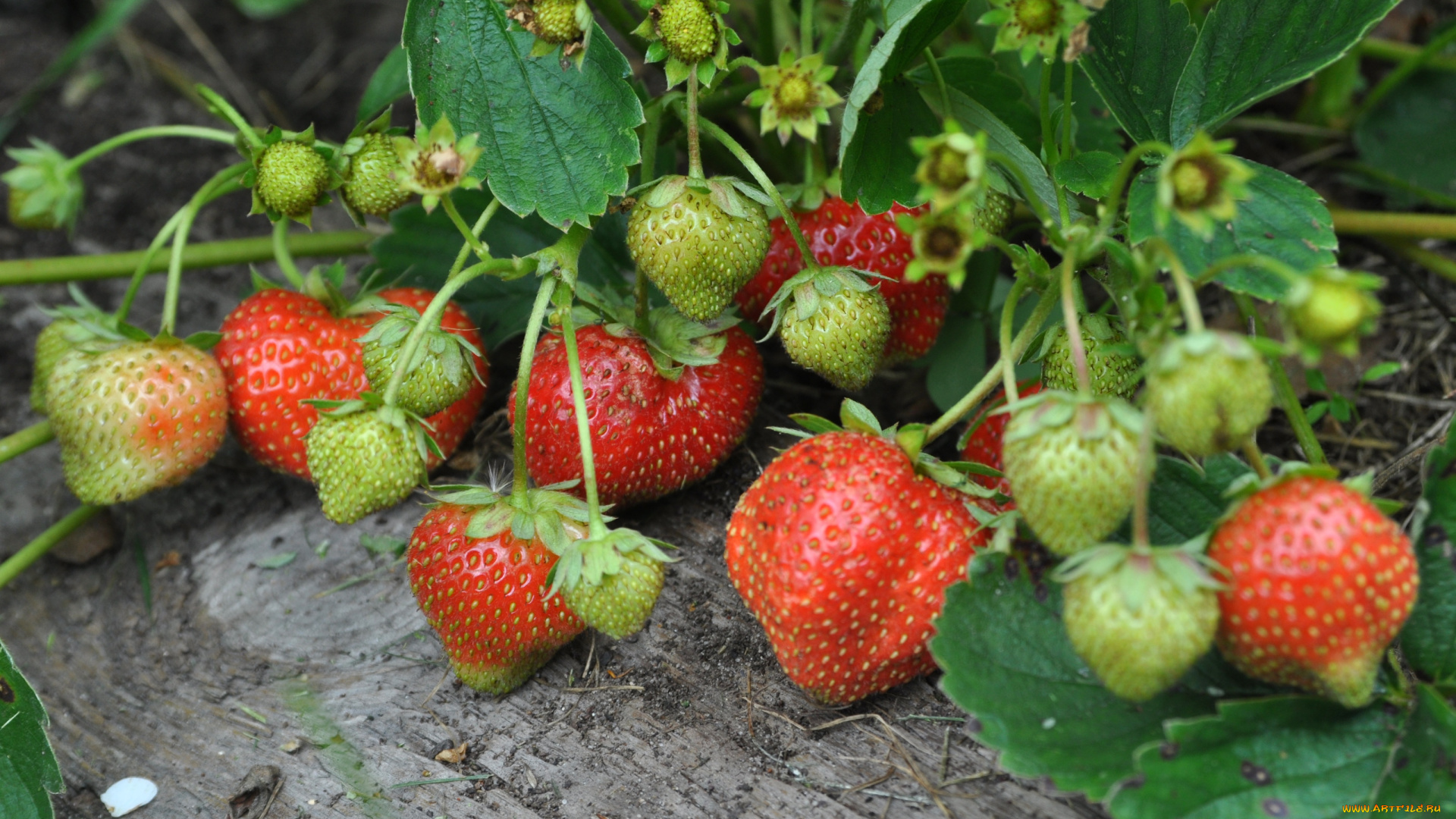 природа, Ягоды, клубника