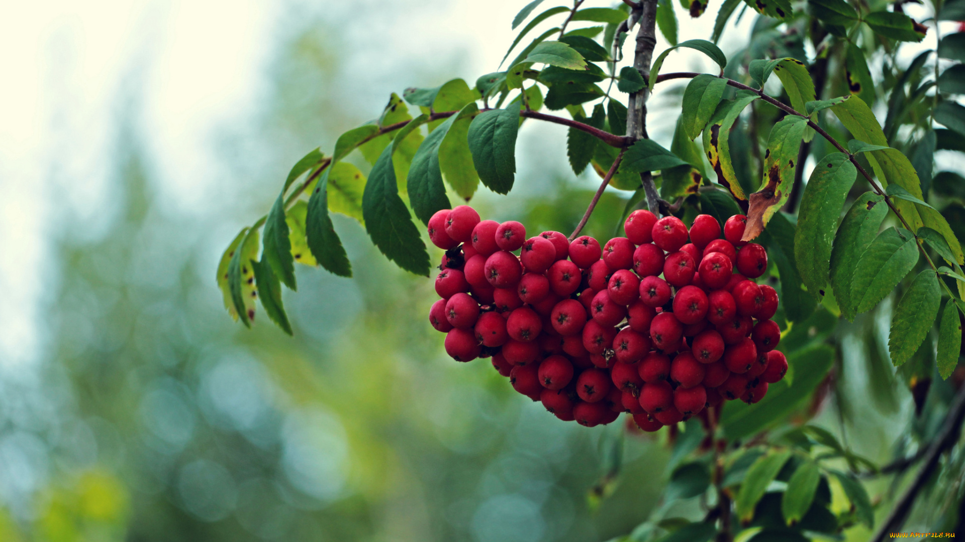 природа, Ягоды, рябина, красные, плоды, ветки, дерево, листья
