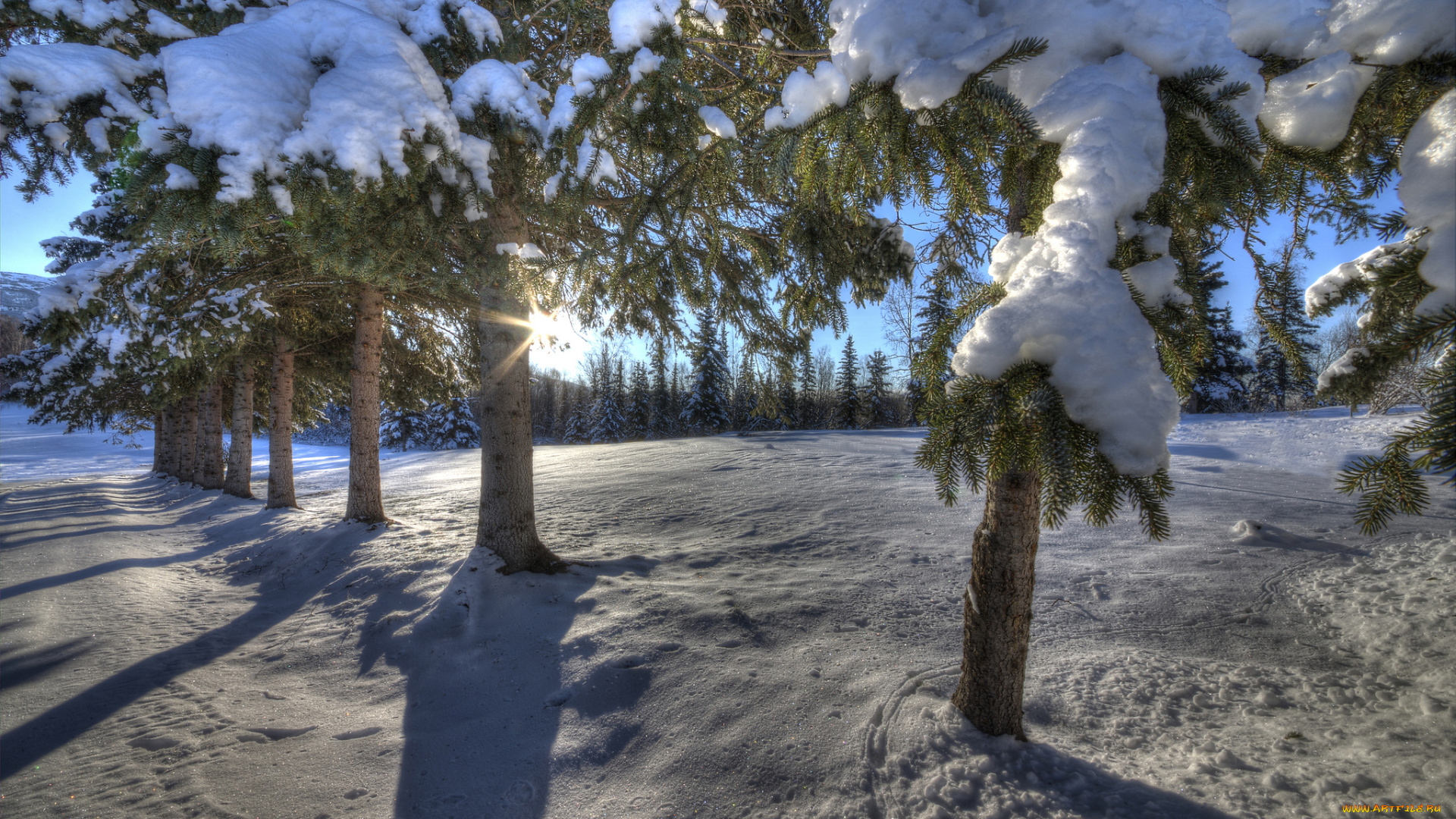 природа, зима, снег, лес, ветви, дорога