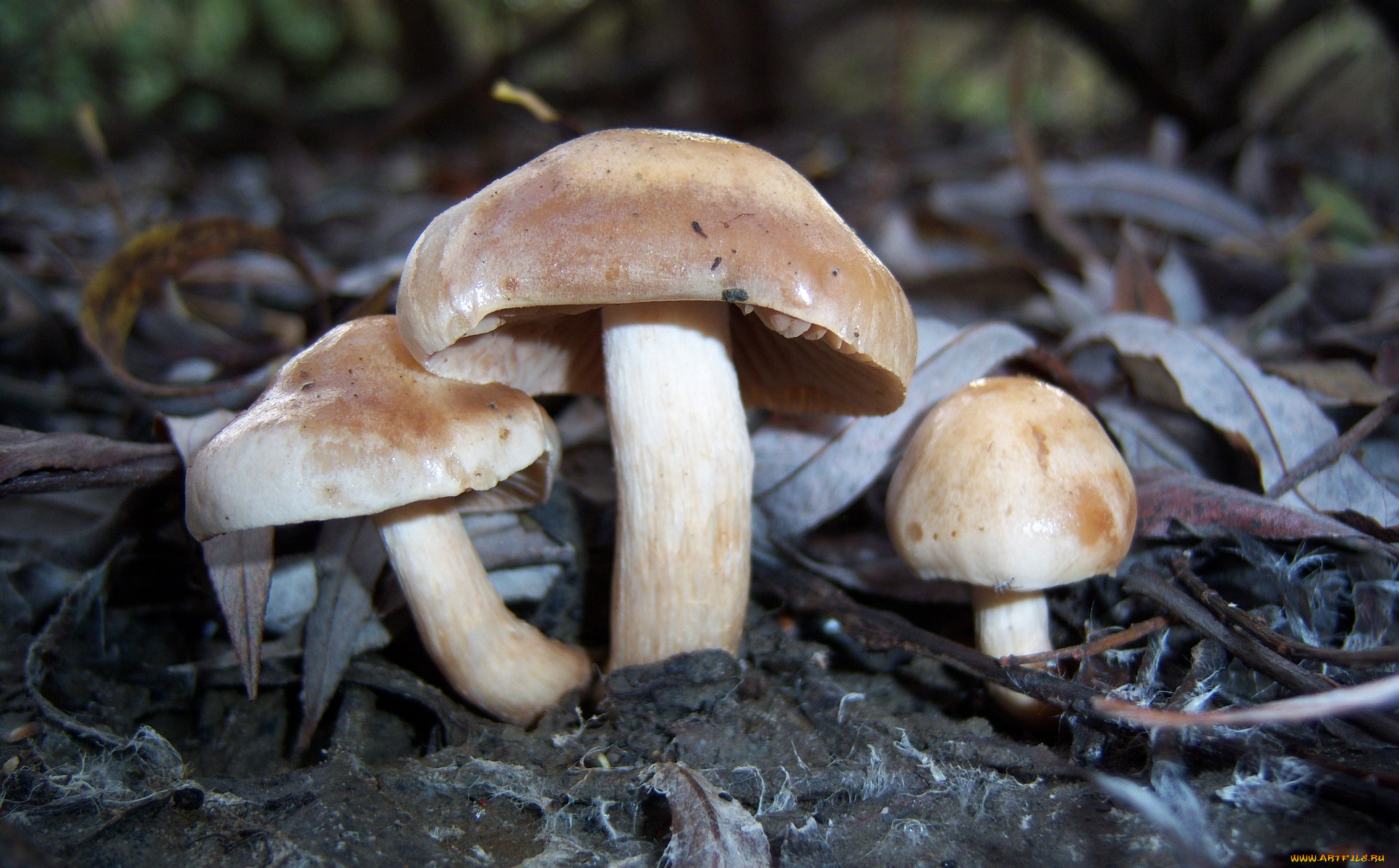 природа, грибы, грибочки