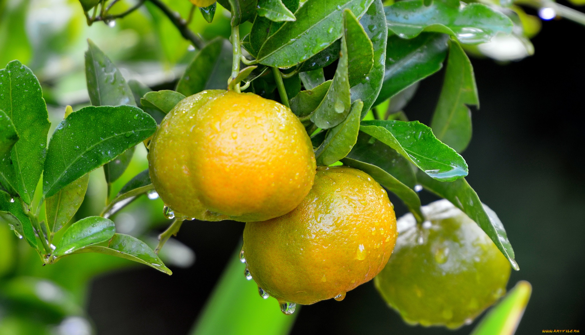 природа, плоды, капли, листья, мандарины, дерево